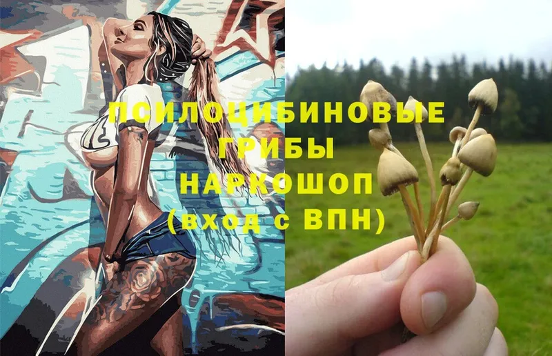 Галлюциногенные грибы Psilocybe Киселёвск